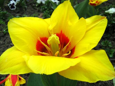 Flower yellow spring photo