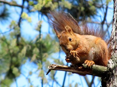 Squirrel animal park