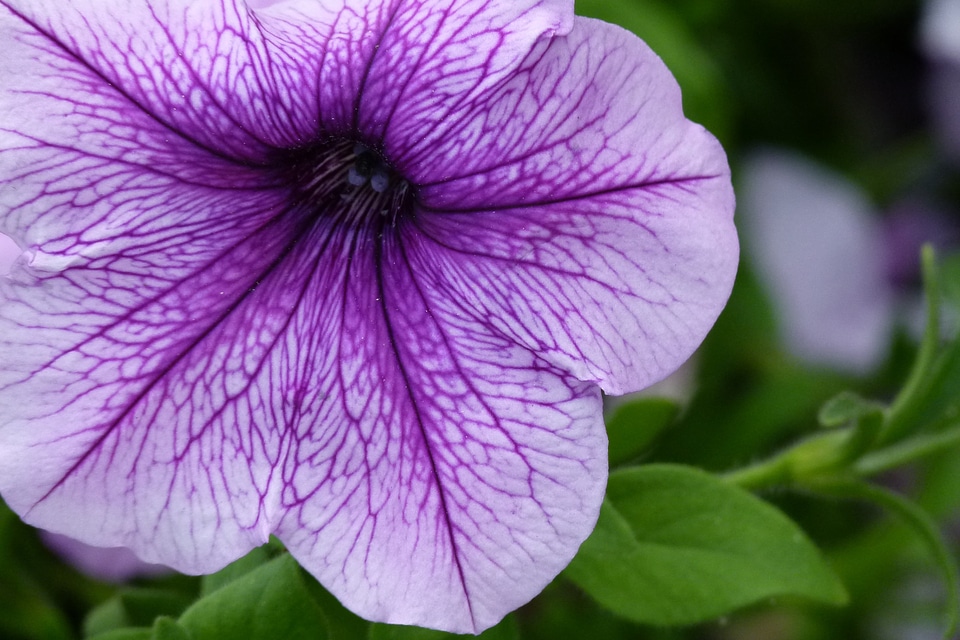 Nature floral blossom