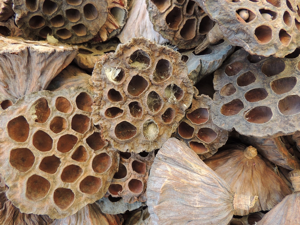 Hollow hornissennest texture