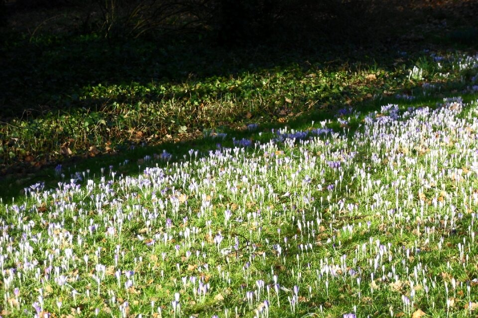 Spring meadow flowers spring
