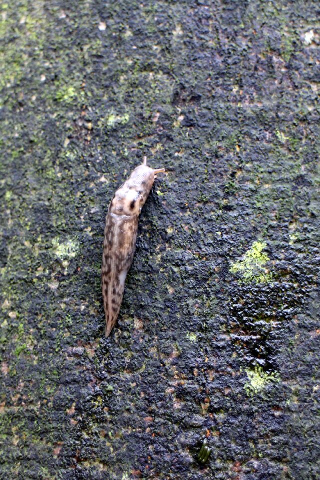 Nyctelia limax maximus great nyctelia