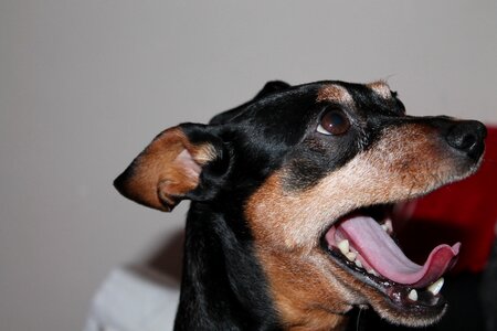 Awakened tongue expectant photo