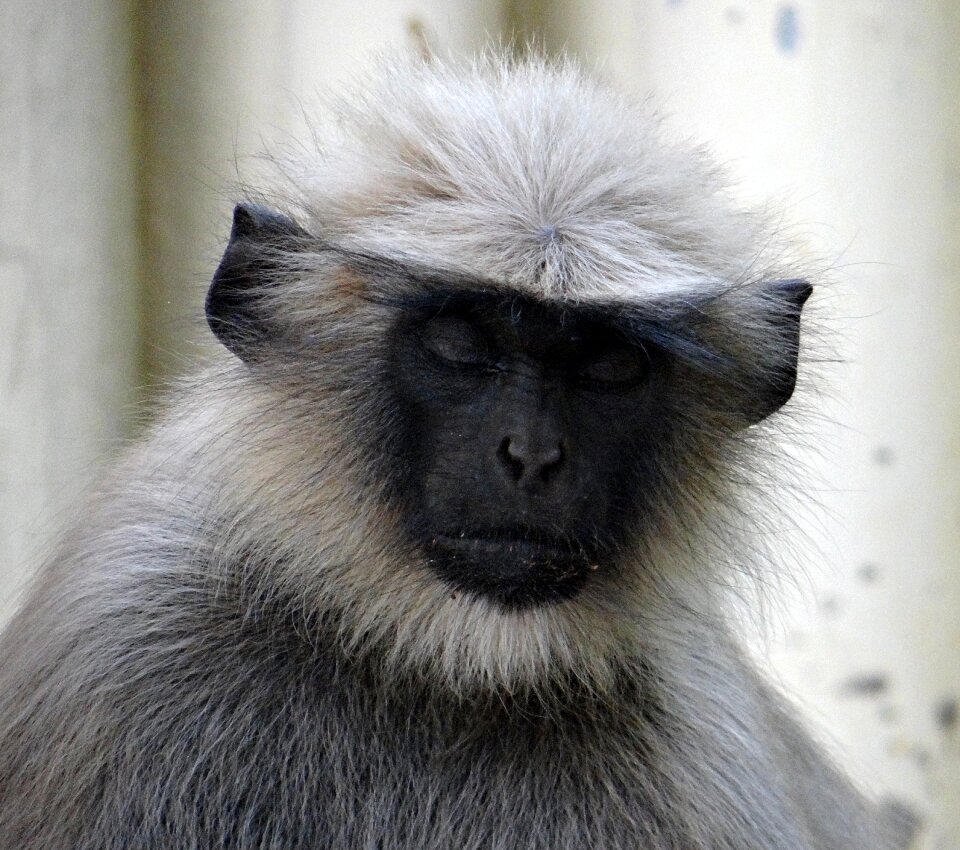 Monkey animal mammal