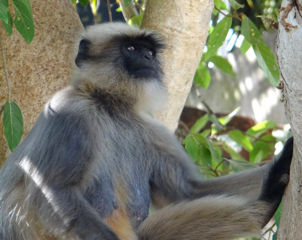 Mammal female hanuman langur
