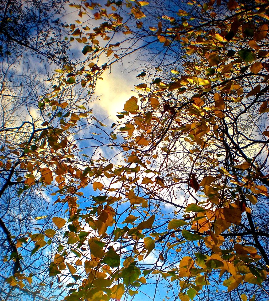Tree leaf blue skies the thicket