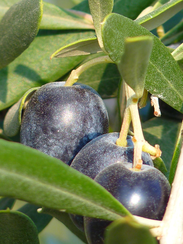 Oelfrucht olive branch nature