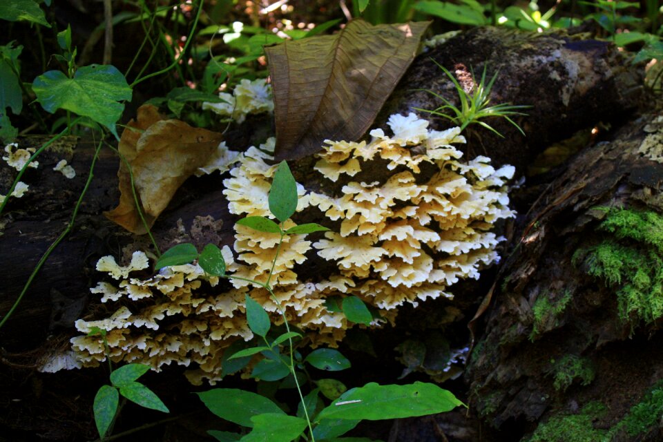 Cuba mushrooms caribbean