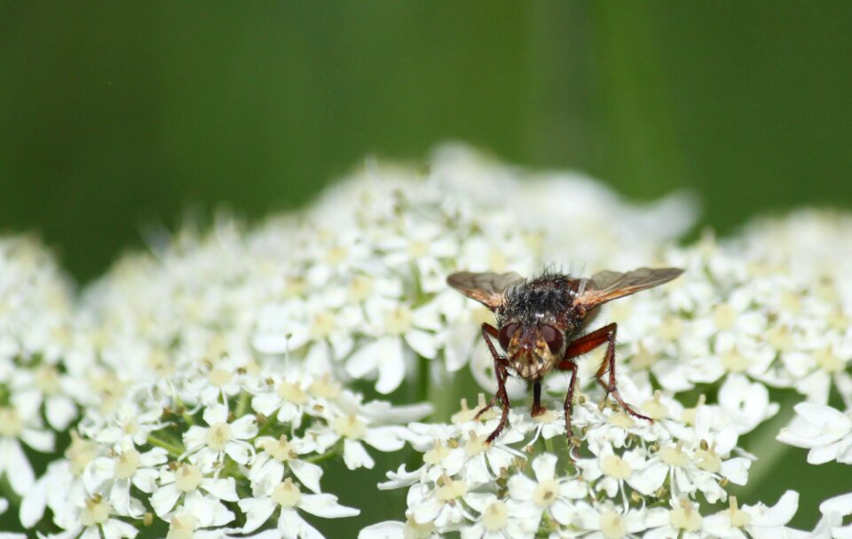 Insect close up animal