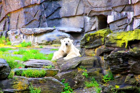 Bear enclosure zoo animal photo