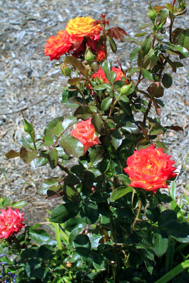 Red yellow mixed colour