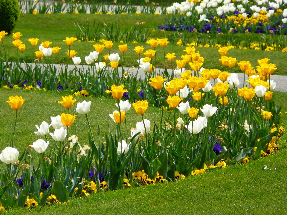 Flowers tulip field colorful