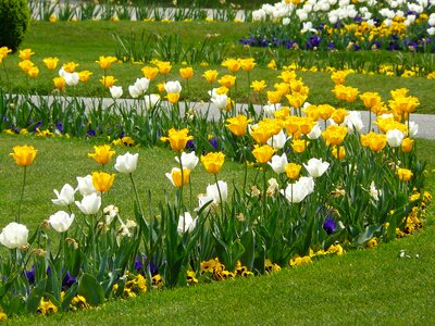 Flowers tulip field colorful