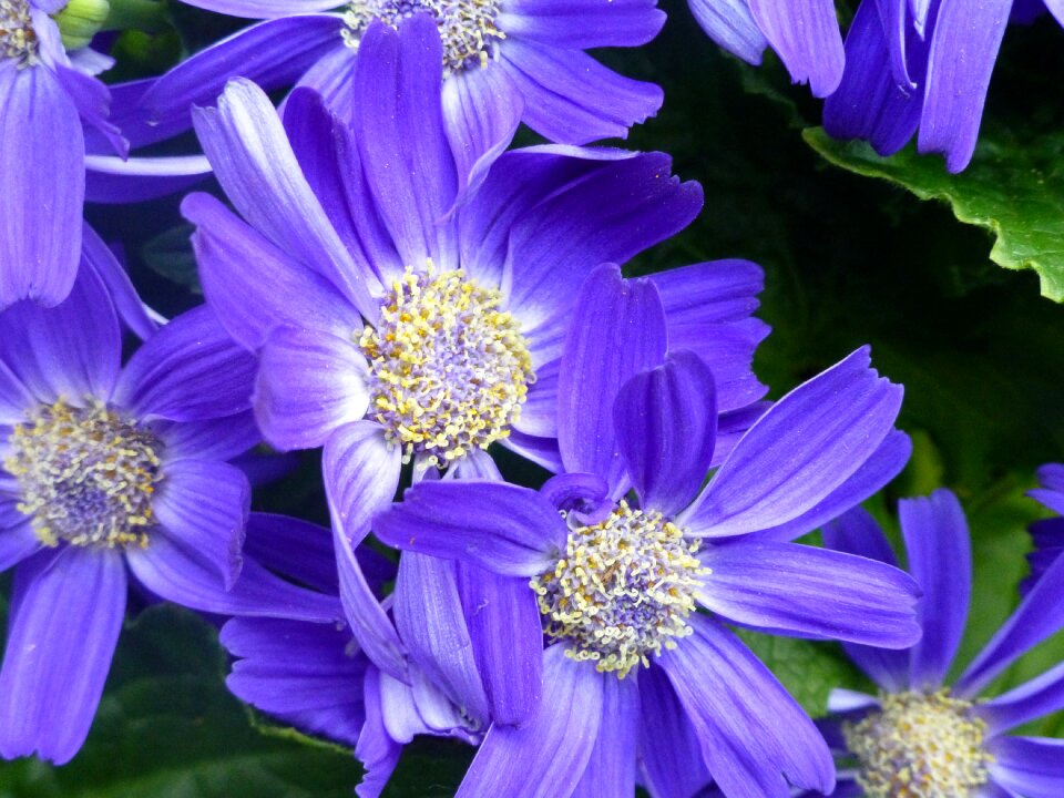 Nature purple plant