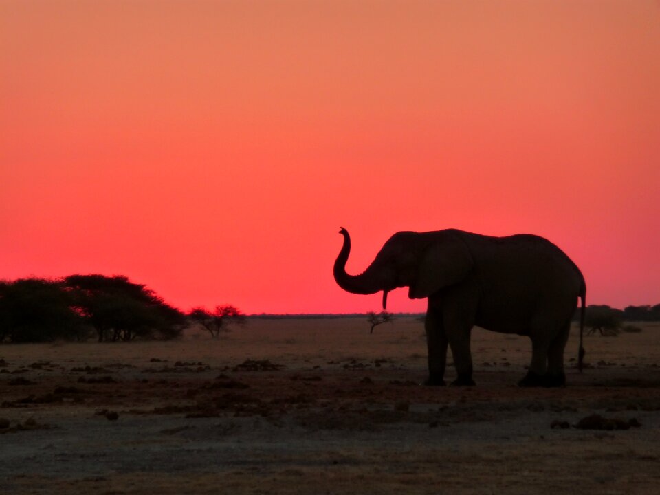 Elephant national park safari