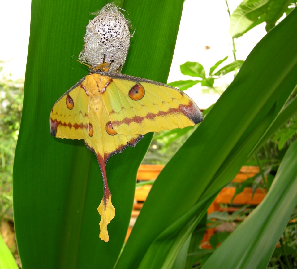 Hatch nature metamorphosis