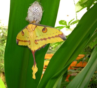 Hatch nature metamorphosis