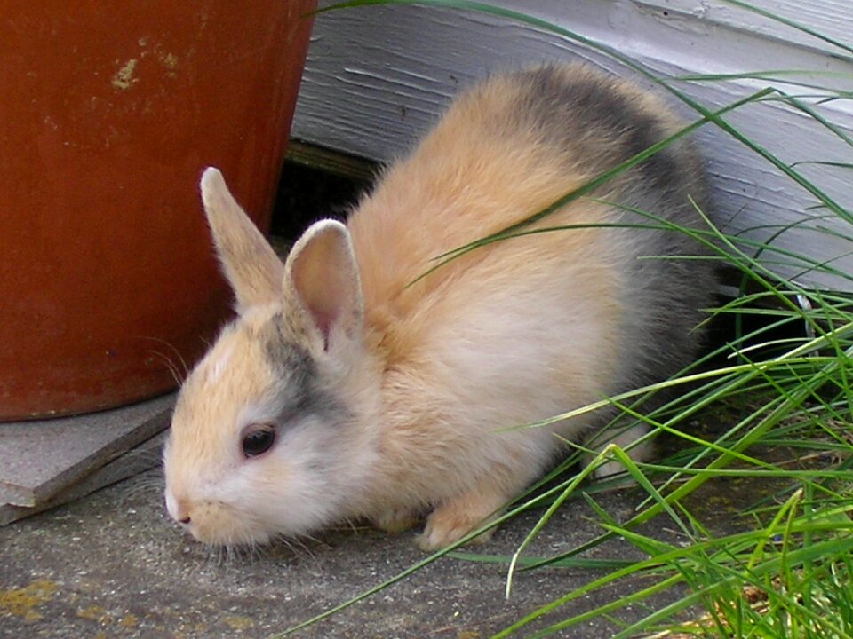 Hare pet munchkins