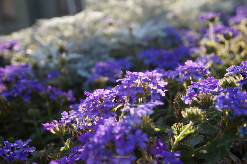 Flower purple nature