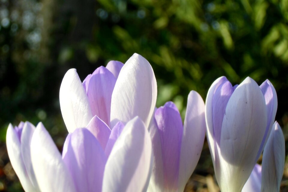 Flowers spring signs of spring