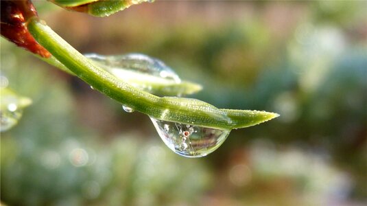 Macro dew drop nature