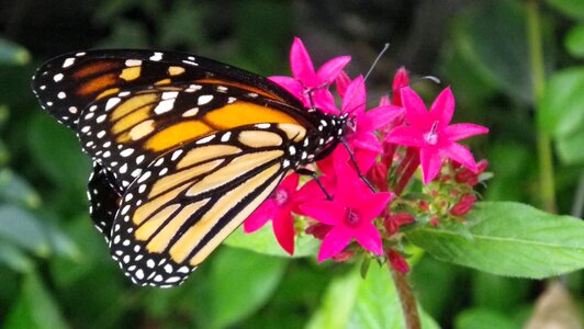 Butterfly insect babočkovití
