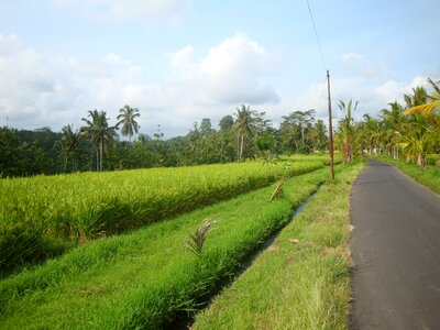 Bali ubud ricefields