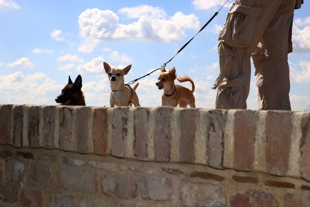 Sky wall chihuahua