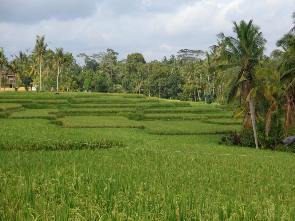 Bali ubud ricefields