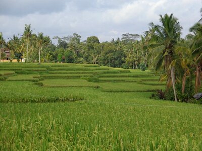 Bali ubud ricefields photo