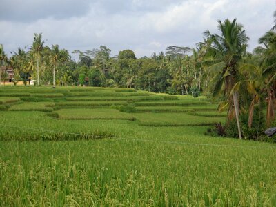 Bali ubud ricefields