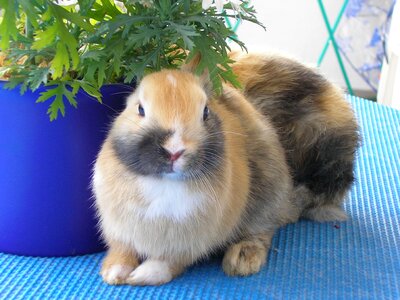 Hare pet munchkins