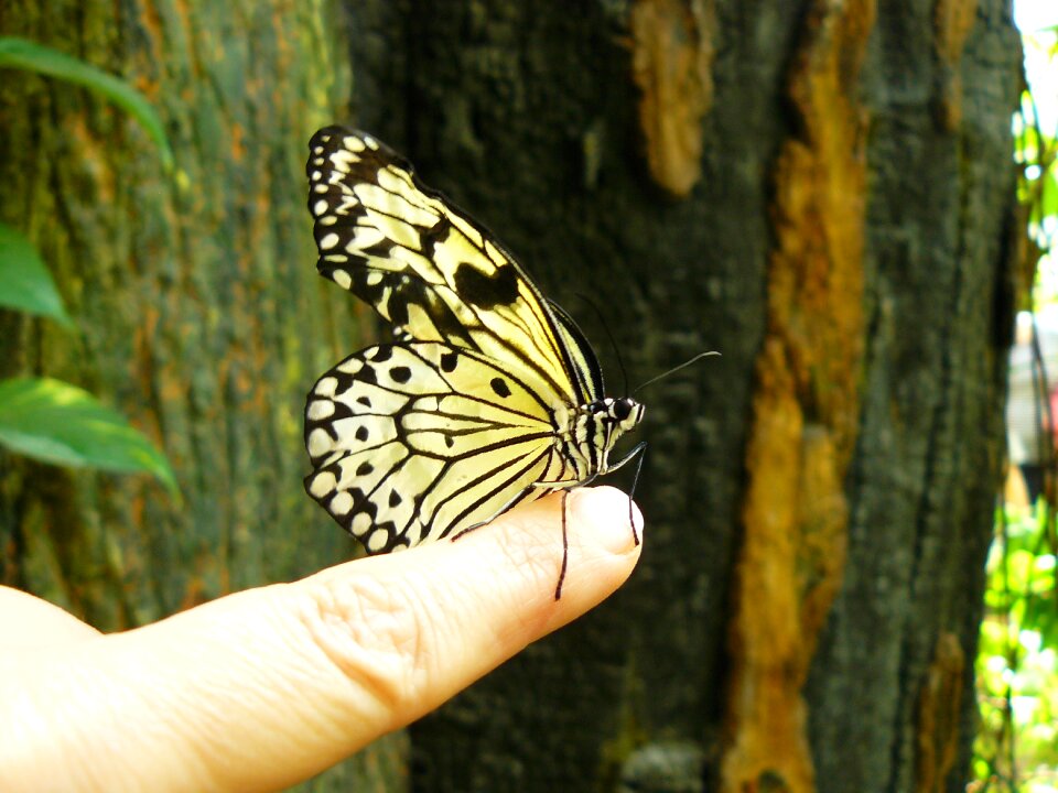Animals butterflies fauna