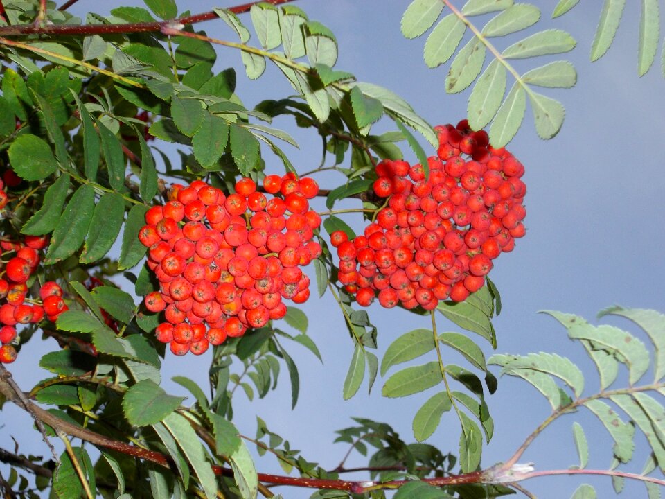 Red bush tree photo