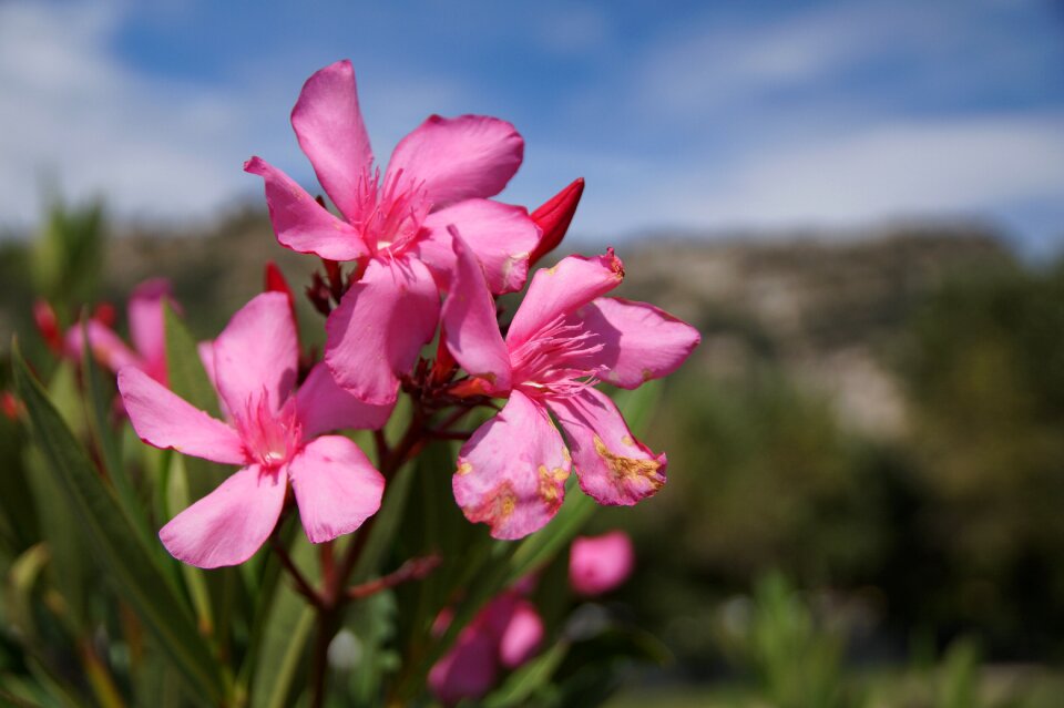 Flower pink nature