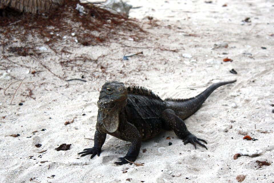 Iguana cuba caribbean