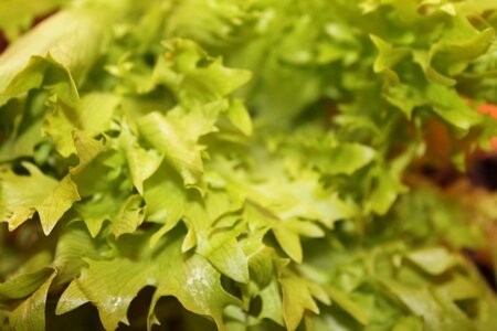 Vegetarian fresh vitamins