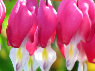 Flowers nature garden