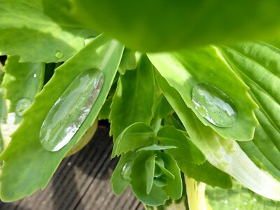 Leaves nature raindrop