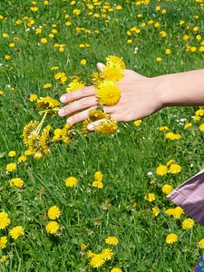 Hand flower flowers