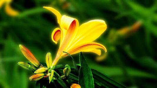 Garden flower floral yellow photo