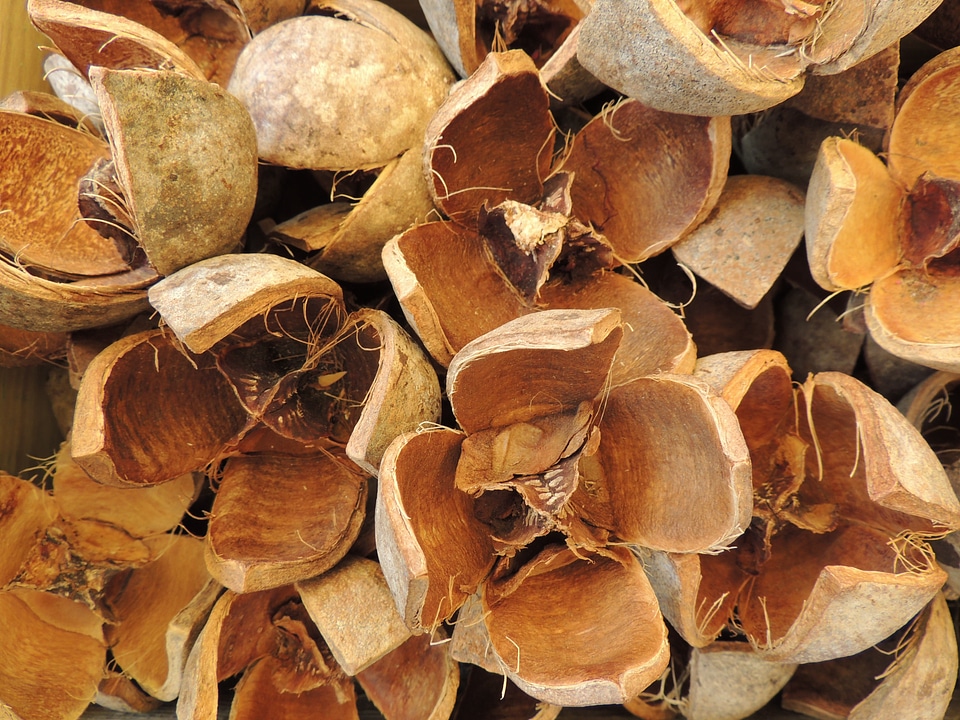 Open dried decoration