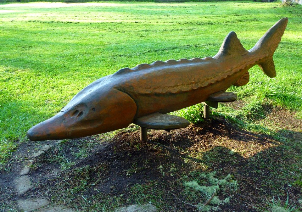 Big wildlife nature