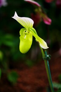 Flowers wildflower potted plant