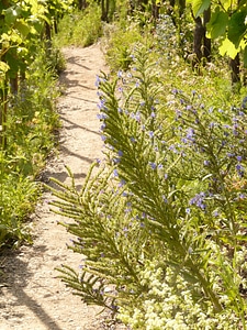 Vineyard vineyard way ordinary natternkopf