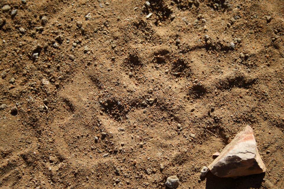 Wild tracks leopard safari