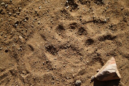 Wild tracks leopard safari