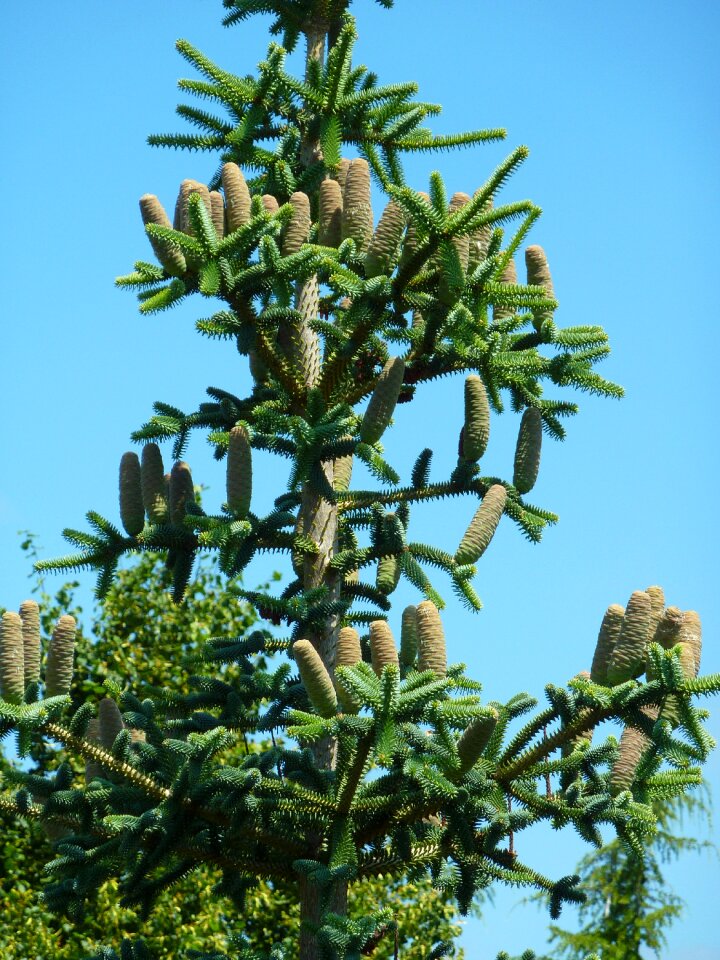 Green pine cone pine cones