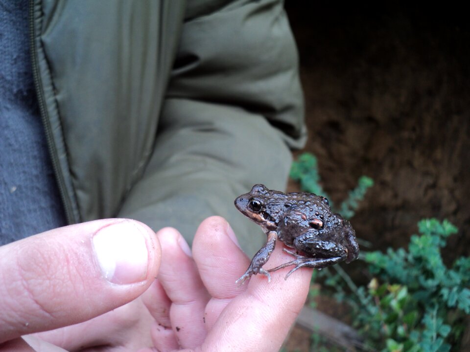 Frog amphibious nature