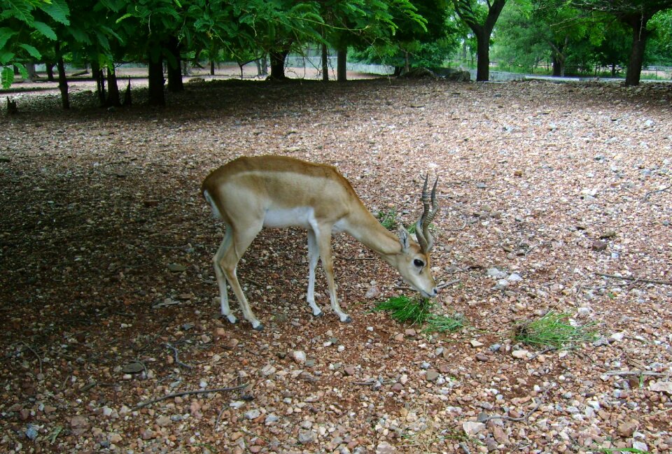 Sub-adult herbivore gadag